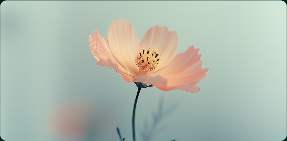A delicate peach cosmos flower
